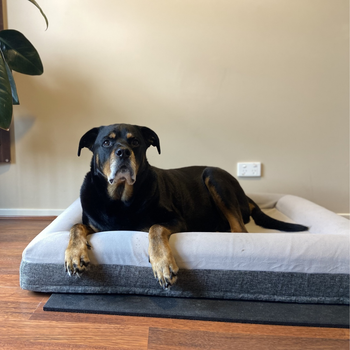 Why Should I Invest in an Orthopedic Dog Bed?
