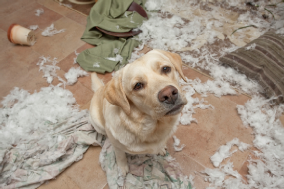 Australia's Naughtiest Dog