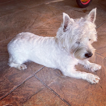 The $3,700 Dog Haircut: What Five Years of Salon Grooming Really Costs