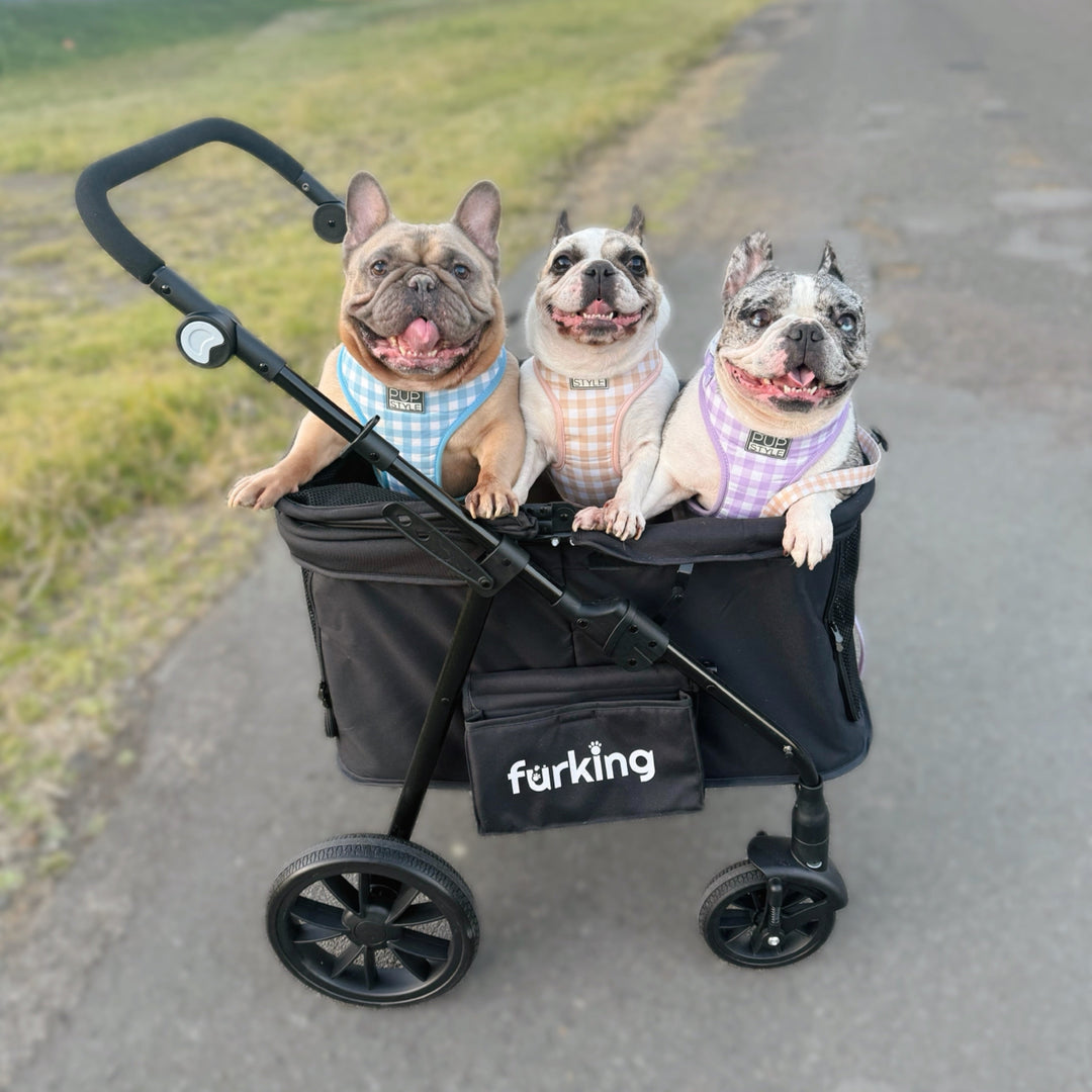 Where You Can Actually Take Your Dog in Australia?