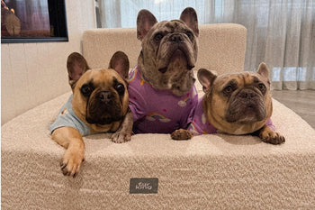 The $100 Dog Bed Trap: What Australians Actually Spend Replacing Cheap Beds