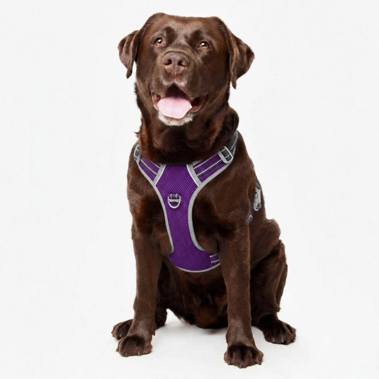 Dog Harnesses, Leads & Accessories