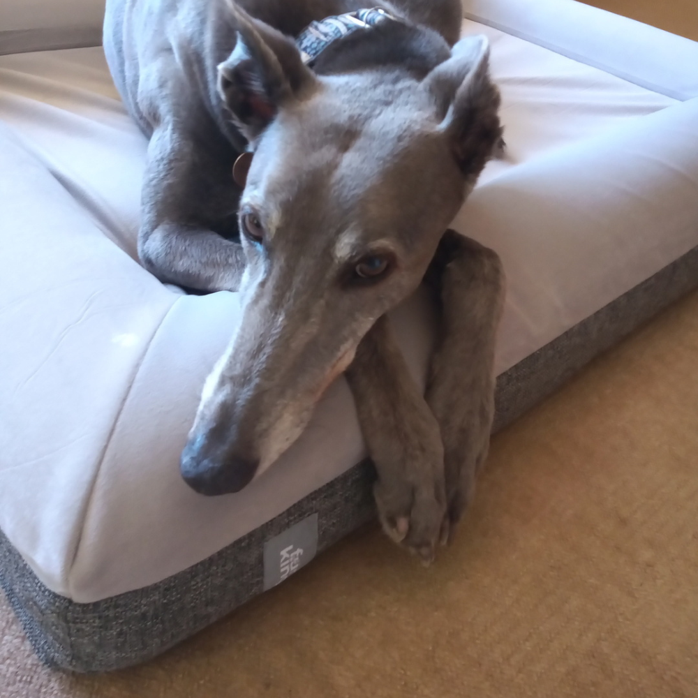 Best Orthopedic Dog Bed | Fur King "Ortho"