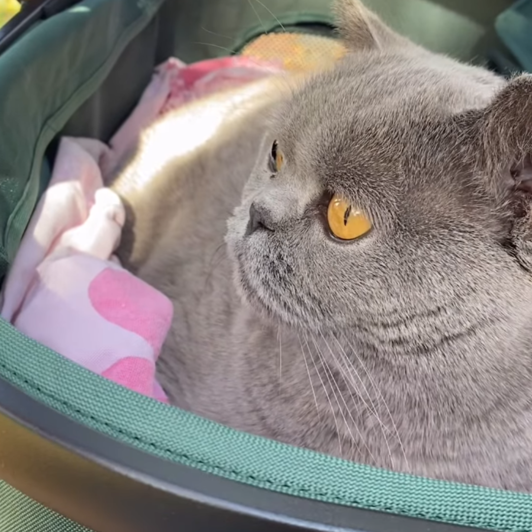Best Pet Stroller | Fur King Jogger Dog Pram