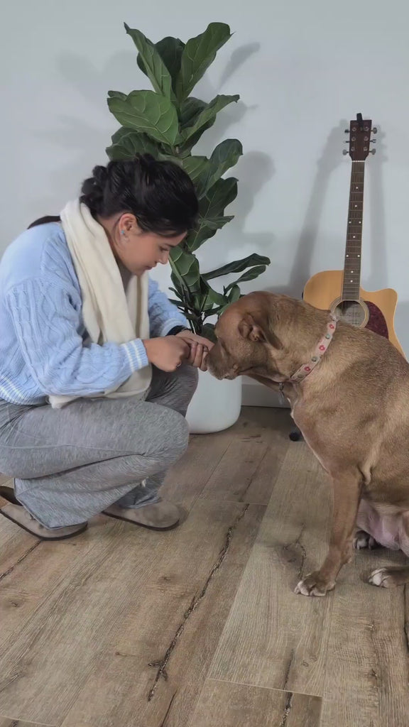 Best Dog Nail Grinder | Fur King Grinder 2000